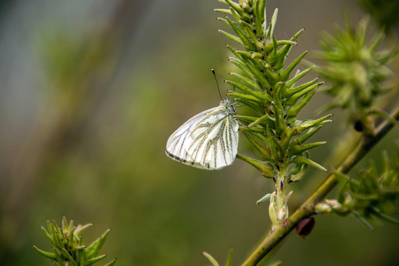 Pieris i motyl