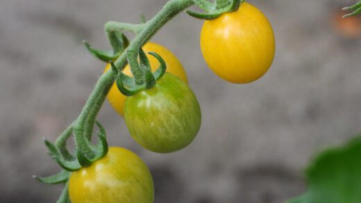 Żółte pomidorki koktajlowe